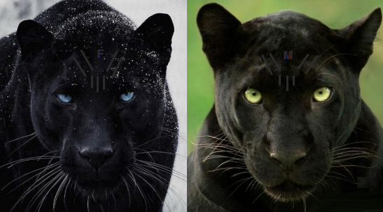 Secret Black Panters Secret Black Panters
